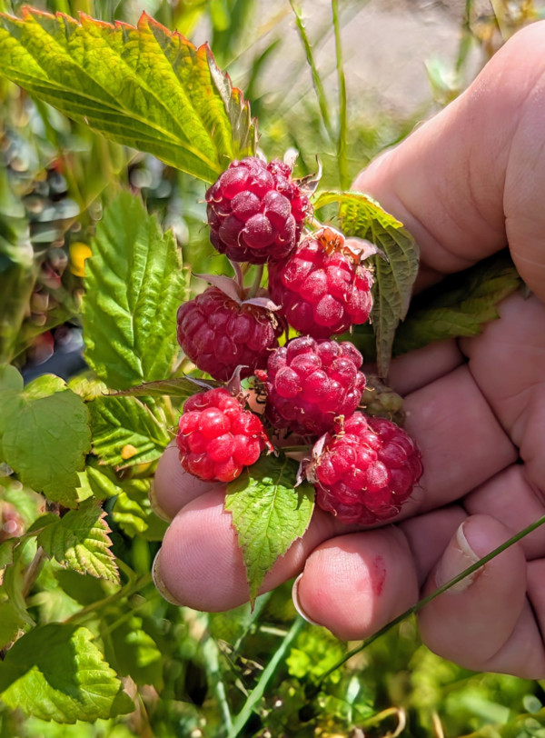 Ripe, red raspberries on the plant, carefully held in a hand