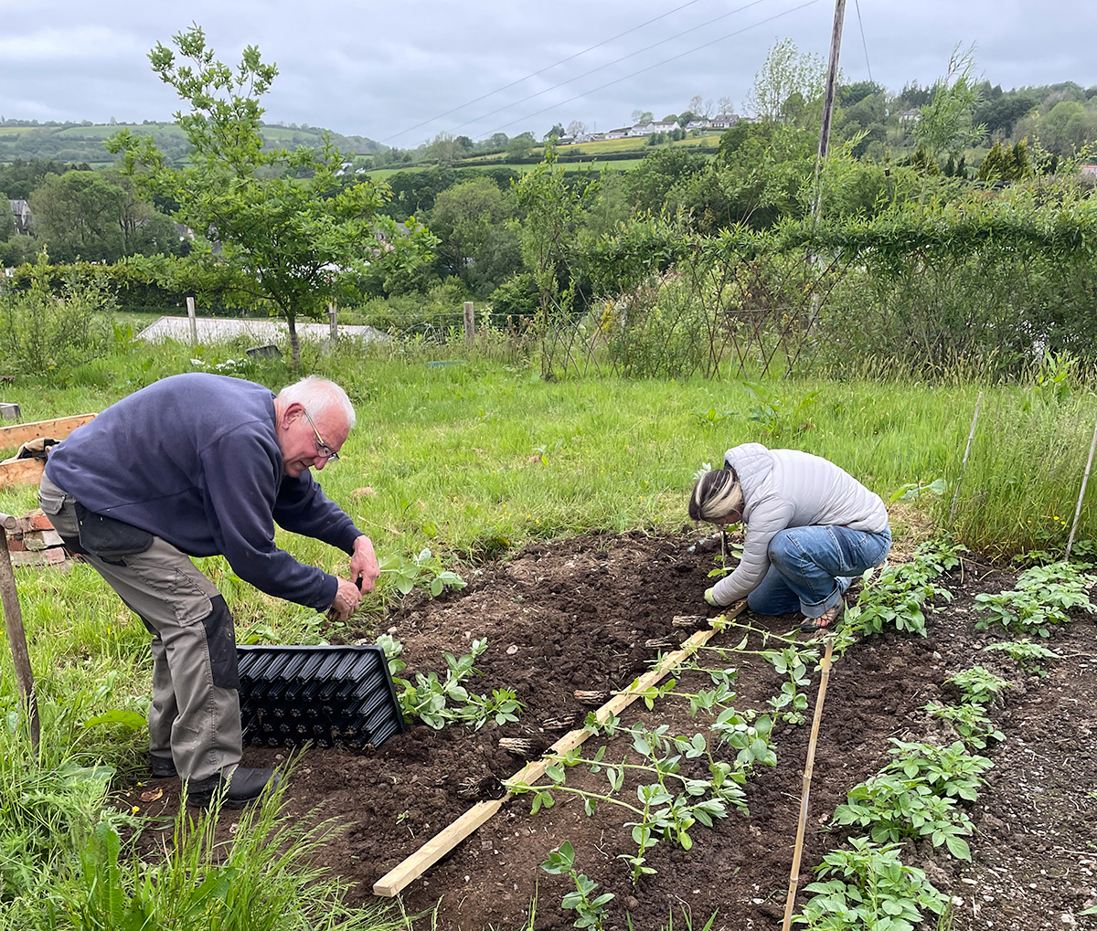 a man and a woman planting bean plants in rows in the garden